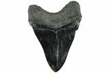 Fossil Megalodon Tooth - Multi-Toned Enamel #226759-2